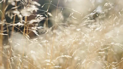 Golden dry grass glowing in bright autumn sunlight Stock Footage 344449034