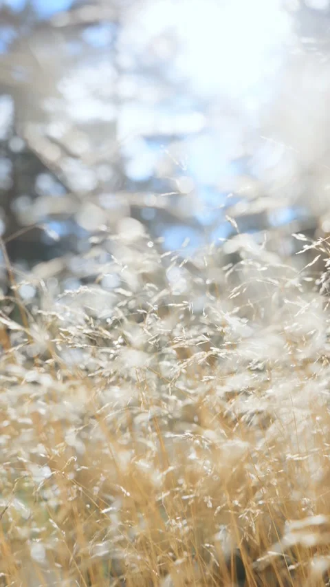 Golden dry grass glowing in bright autumn sunlight Stock Footage 344450045