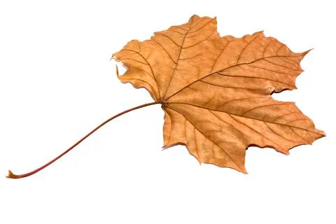 Golden dry leaf Stock Photos