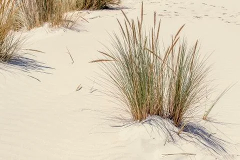 Golden dune Stock Photos