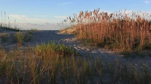 Golden dunes Stock Footage 12320960