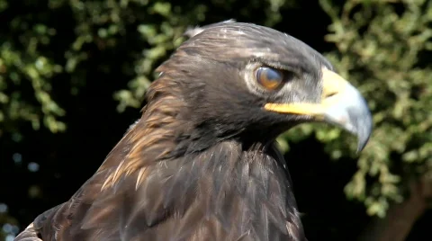 Golden Eagle 2 Stock Footage 824773
