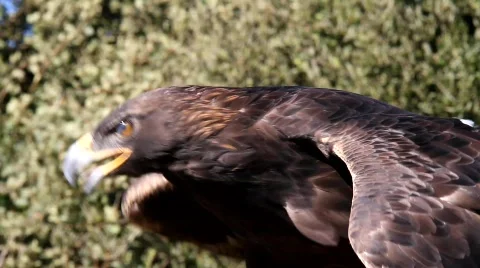 Golden Eagle 3 Stock Footage 824767