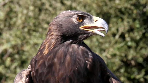 Golden Eagle 4 Video stock 824760