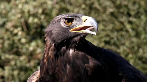 Golden Eagle 5 Stock Footage 824755