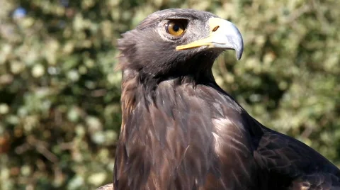 Golden Eagle 7 Stock Footage
