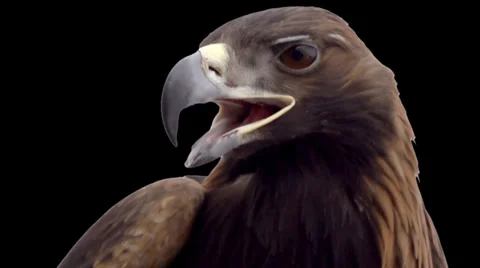 Golden Eagle on the Alpha Channel Stock Footage 38317892