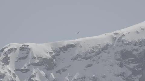 Golden eagle in alpine landscape, S-log, 4K available 스톡 동영상 321228472