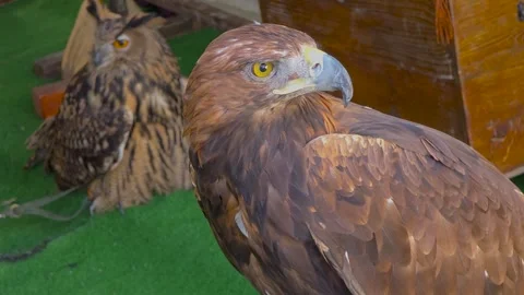 Golden eagle (Aquila chrysaetos) close-up portrait with Eurasian eagle-owl i Stock Footage 345172453