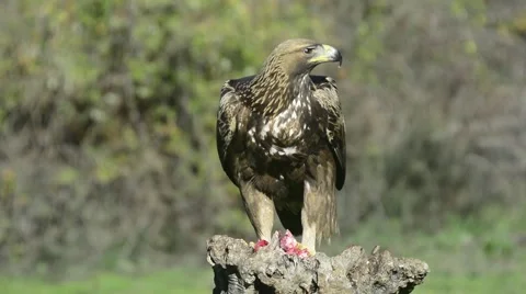Golden eagle (Aquila chrysaetos) eating Stock Footage 59166650