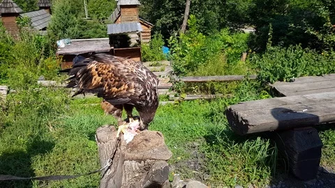 Golden Eagle Aquila chrysaetos eats from a carcass in the mountains Stock Footage 115554446