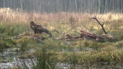 A golden eagle, Aquila chrysaetos, eats a dead Red deer with its antlers. Stock Footage 261367720