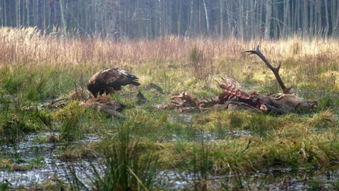 A golden eagle, Aquila chrysaetos, eats a dead deer. Stock Footage 262767970