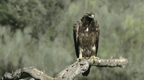 Golden eagle (Aquila chrysaetos) Stock Footage 59165622