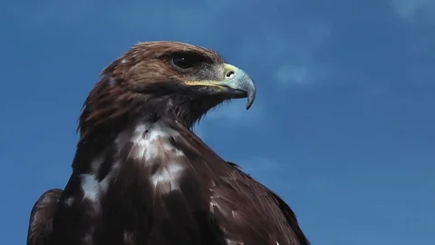 Golden Eagle Aquila Chrysaetos Stock Footage 69995256