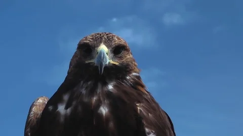 Golden Eagle Aquila Chrysaetos Stock Footage 69995694