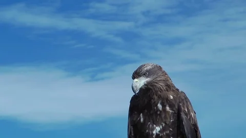 Golden Eagle Aquila Chrysaetos Stock Footage 69996355