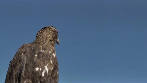 Golden Eagle Aquila Chrysaetos Stock Footage 70017828