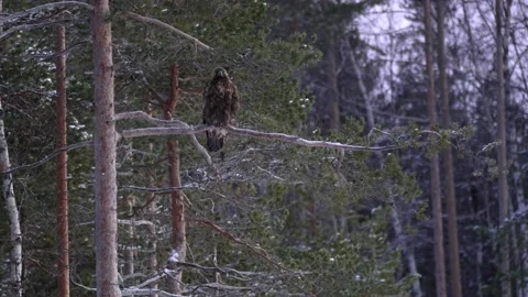 Golden eagle (Aquila chrysaetos) Stock Footage 234811122