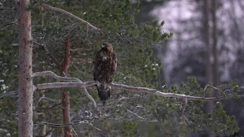 Golden eagle (Aquila chrysaetos) Stock Footage 234811205