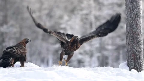 Golden eagle (Aquila chrysaetos) Stock Footage 234811232