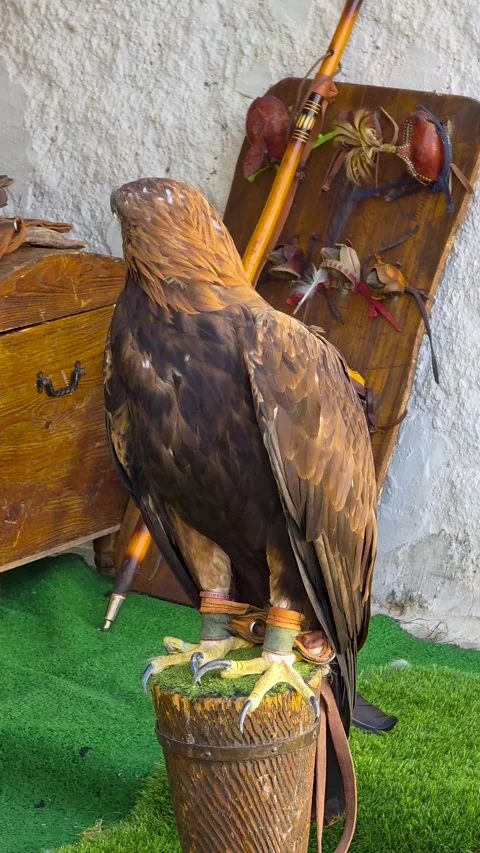 Golden eagle (Aquila chrysaetos) perched on a stump with traditional falconr Stock Footage 345172457