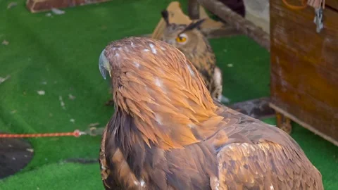 Golden eagle (Aquila chrysaetos) side profile close-up with a blurred owl in Stock Footage 345807863