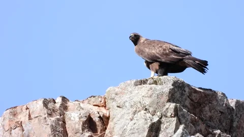 Golden eagle, Aquila chrysaetos, Spain, Aguila real Stock Footage 234292453