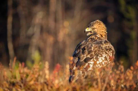 Golden eagle (Aquila chrysaetos), Sweden, Scandinavia, Europe Stock Photos