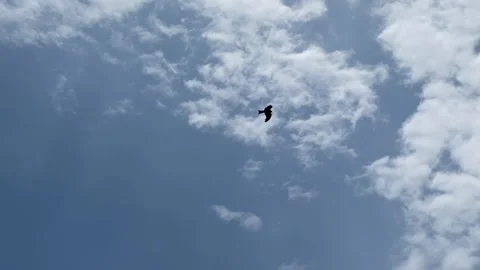 Golden eagle Bird flying in sky Stock Footage 295433607