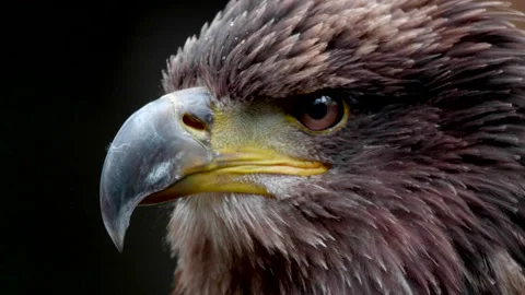 Golden Eagle Bird, Hunter Bird Nature Wildlife Close Up, Sharp Beak and Bird Eye Stock Footage 162410881