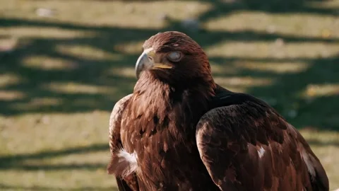 A golden eagle bird perching. Aquila chrysaetos Accipitridae hunter predator Stock Footage 244777261
