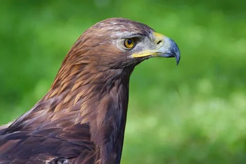 The Golden Eagle bird Stockfoto's