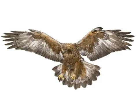 Golden Eagle Bird Winged Flying Swoop Hand Draw And Paint On White. Stock Illustration