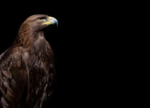 Golden Eagle on black background Stock Photos