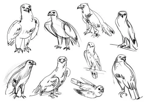 Golden eagle. Buzzard. Legged Buzzard. Kestrel. Hawk. Set. Hand-drawn Illustrazione stock