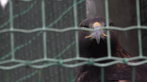 Golden eagle in a cage 4K Stock Footage 318133295