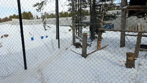 Golden Eagle in Cage full of Snow Stock Footage 279867595