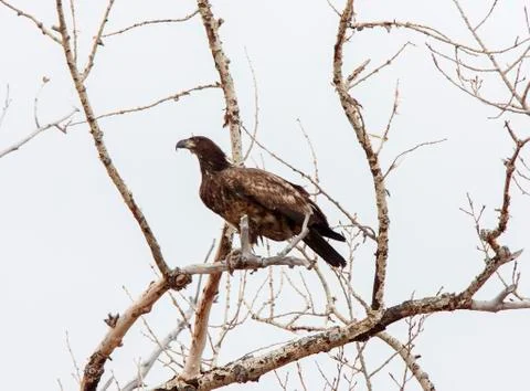 Golden Eagle Canada 스톡 사진
