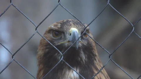 Golden eagle in captivity close-up Stock Footage 105689521