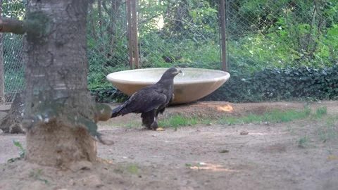 Golden eagle in Captivity Clumsy Walk on Zoo Ground Enclosed In Woven Wire Stock Footage 164020250