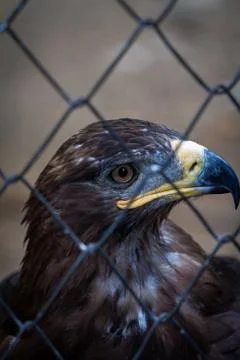 Golden Eagle in captivity Stock Photos