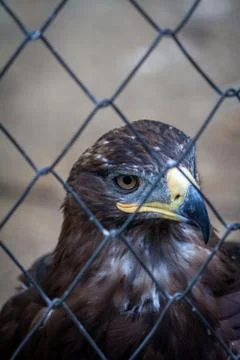 Golden Eagle in captivity Stock Photos