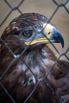Golden Eagle in captivity Foto stock