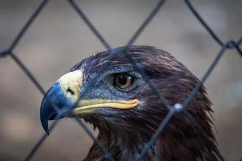 Golden Eagle in captivity Stock Photos
