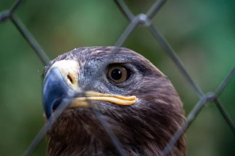 Golden Eagle in captivity Stock Photos