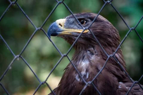 Golden Eagle in captivity Stock Photos
