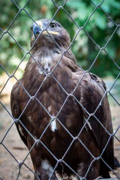 Golden Eagle in captivity Stock-Fotos