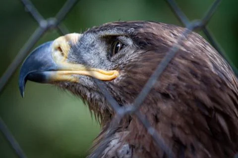 Golden Eagle in captivity Stock Photos