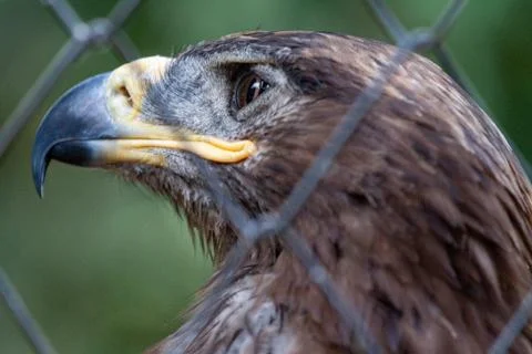 Golden Eagle in captivity Stock Photos